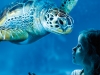 SEALIFE_2014_Generic-Visuals_Turtle_A3_RGB