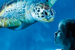 SEALIFE_2014_Generic-Visuals_Turtle_A3_RGB